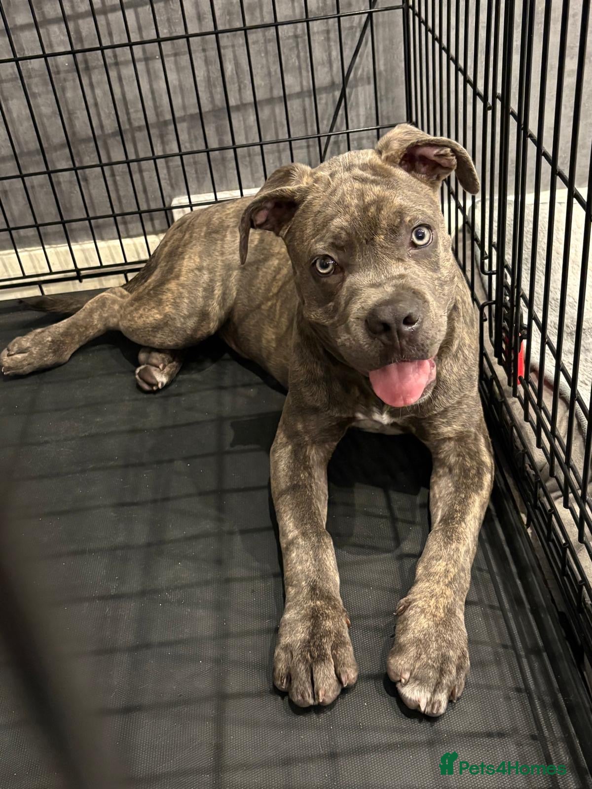 Cane Corso dogs Beautiful Cane Corso x Pocket Bully Male - Advert 7