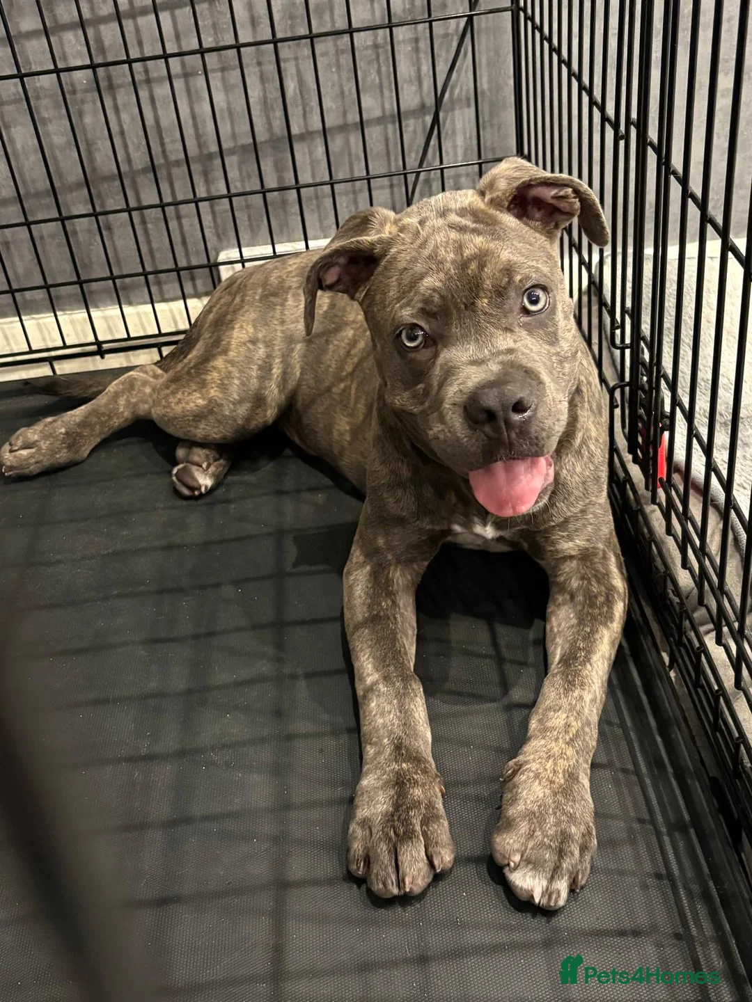 Cane Corso dogs for sale: Beautiful Cane Corso x Pocket Bully Male - Advert 1