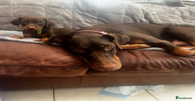 Dobermann dogs in Nottingham - Advert 7