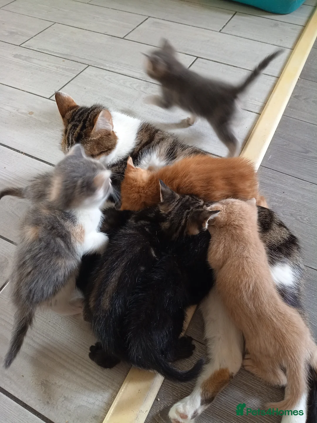 Mixed Breed cats for sale: Adorable beautiful kittens  - Advert 1
