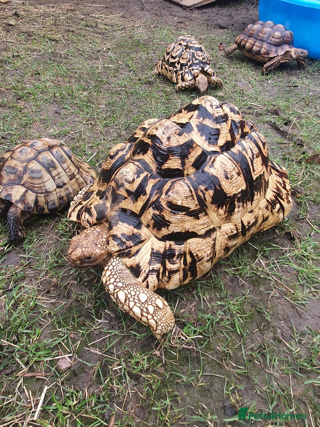 Tortoise reptiles for sale: Large female leopard tortoise - Image 3