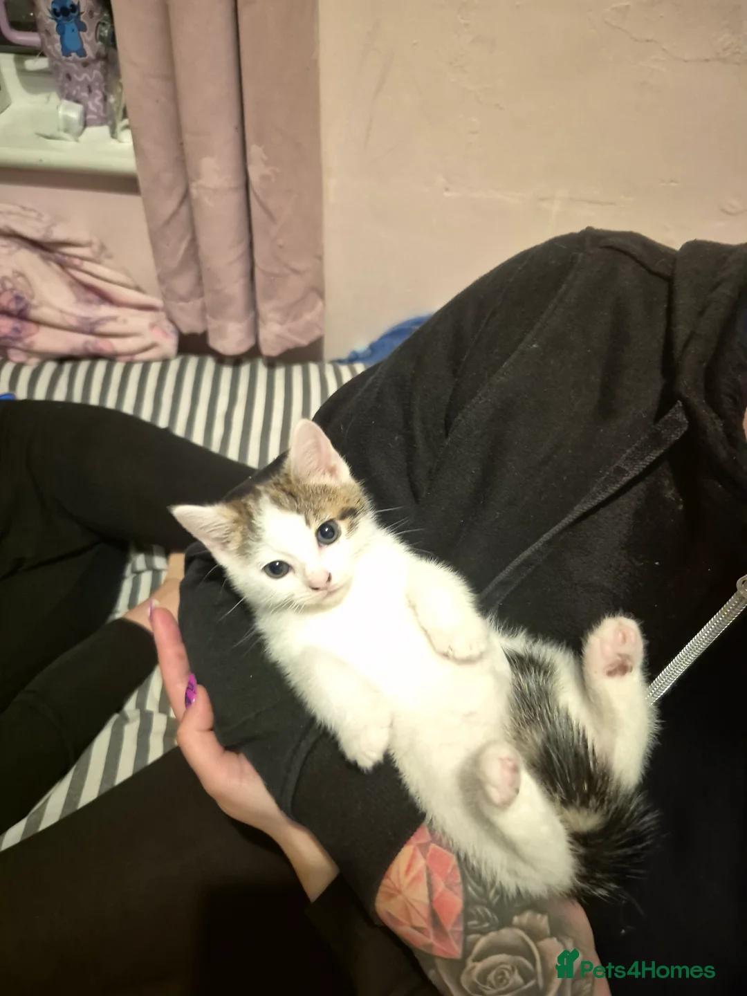 Domestic Shorthair cats for sale: the cat is looking for new owners - Advert 2