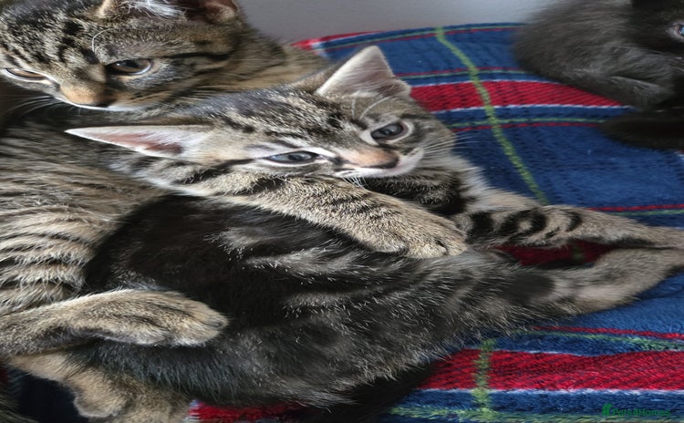 Mixed Breed cats - Advert 4