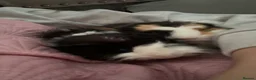 Guinea Pig rodents for sale: 2 guinea pigs  in Widnes - Advert 8