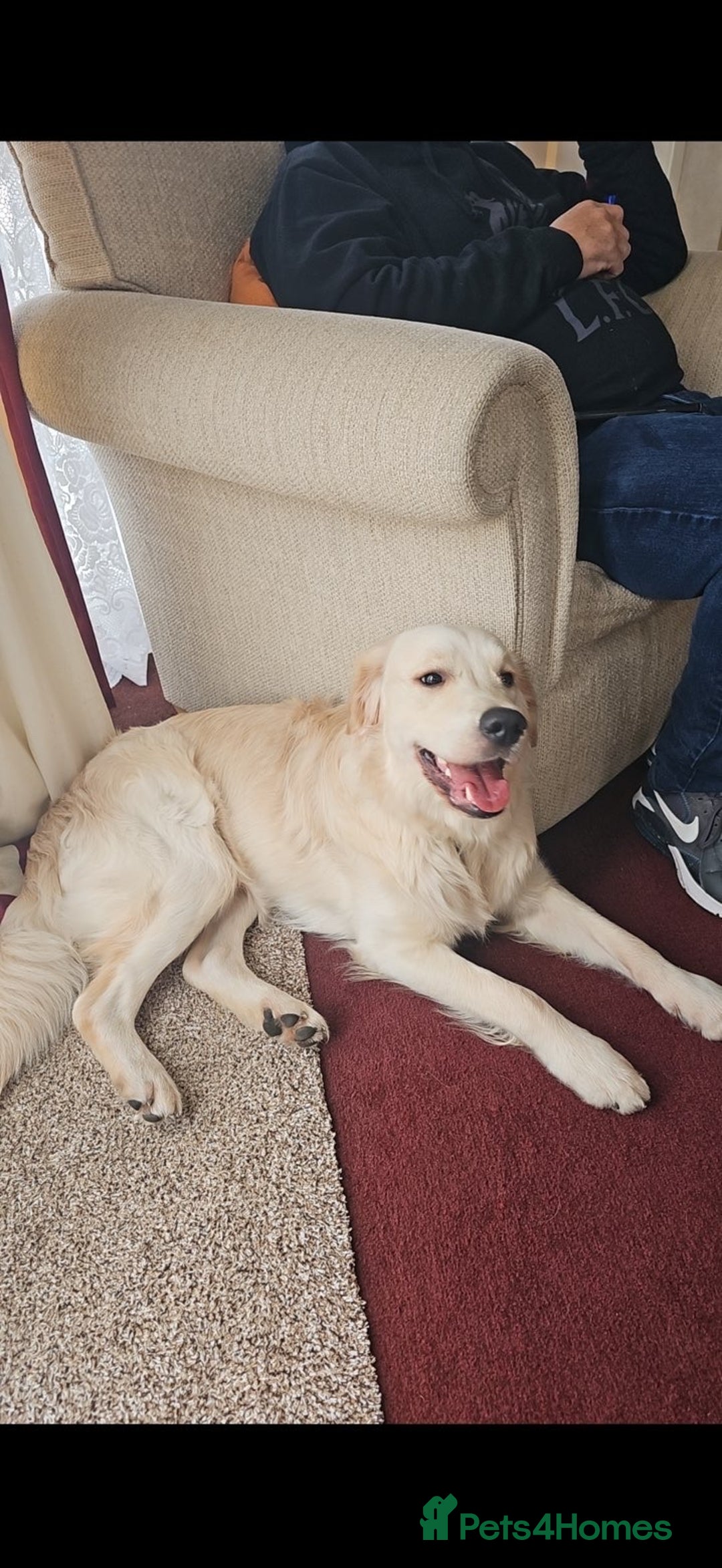 Golden Retriever dogs for sale: Golden retriever male 11 months old - Advert 5