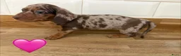 Miniature Dachshund dogs for sale: Beautiful Dapples 5 Star Licensed 5 Star reviews  - Advert 13