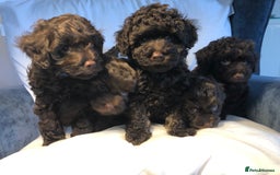 Cockapoo dogs for sale: Small cockapoo puppies ready early oct - Image 11