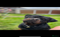 Rottweiler dogs for sale: The best of the best Rottweilers  - Image 2