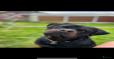 Rottweiler dogs - Advert 1