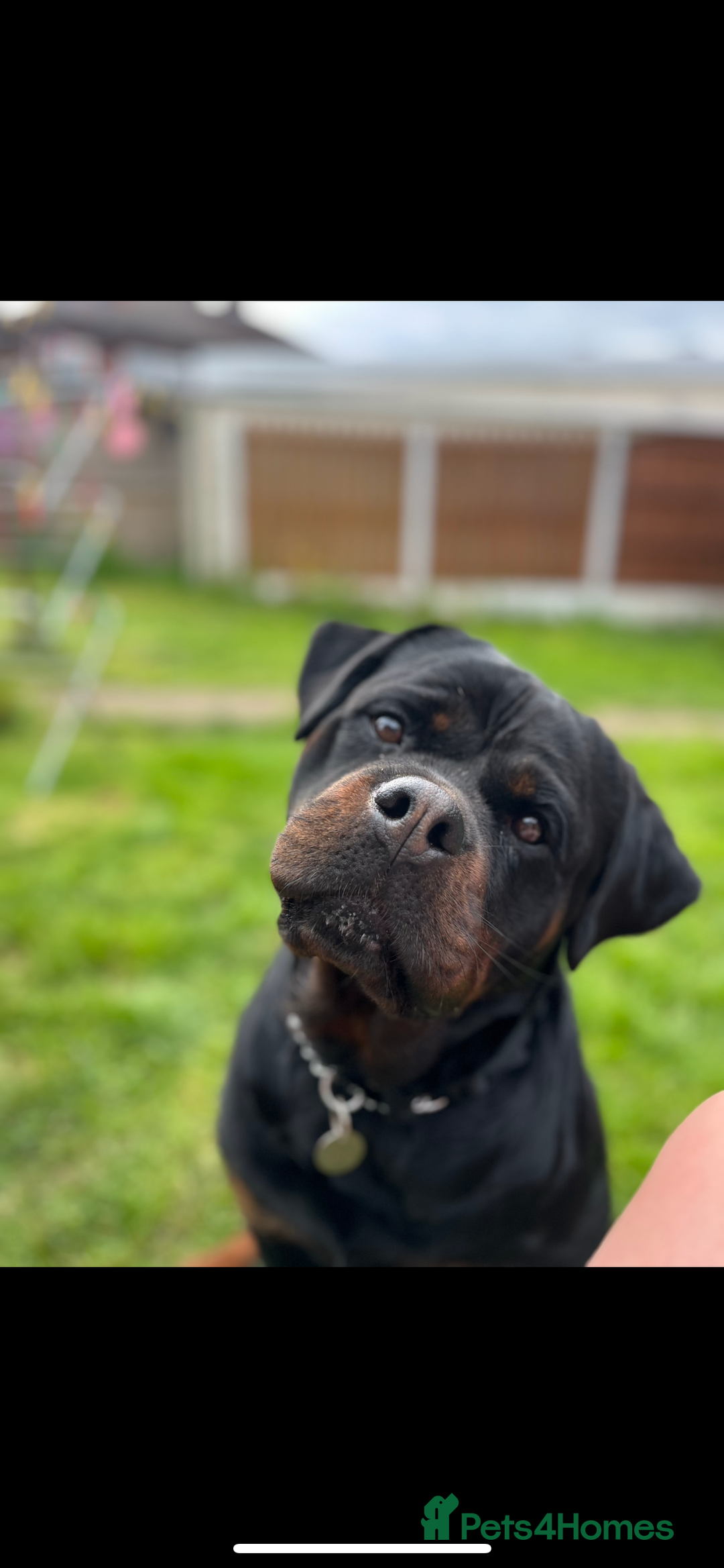 Rottweiler dogs for sale: The best of the best Rottweilers  - Image 2