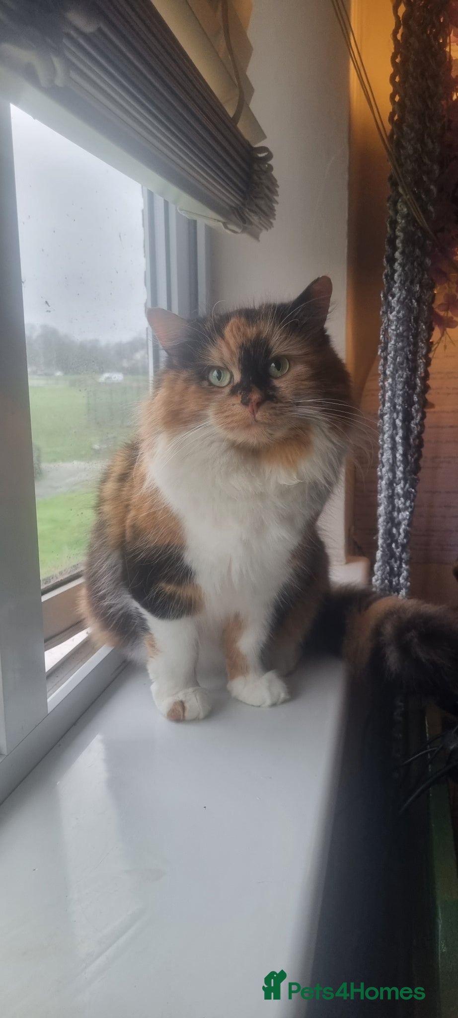 Mixed Breed cats Kittens Looking for Loving Homes 🏡  - Advert 2