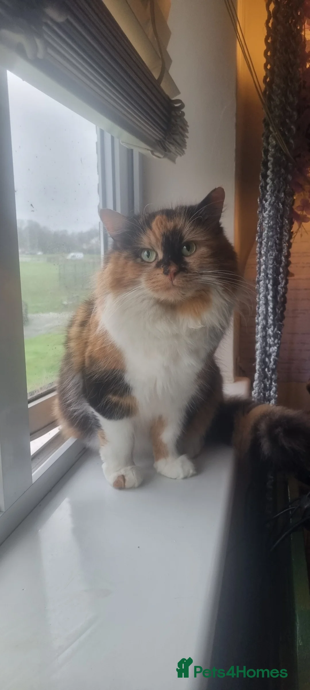 Mixed Breed cats for sale: Kittens Looking for Loving Homes 🏡  - Advert 1