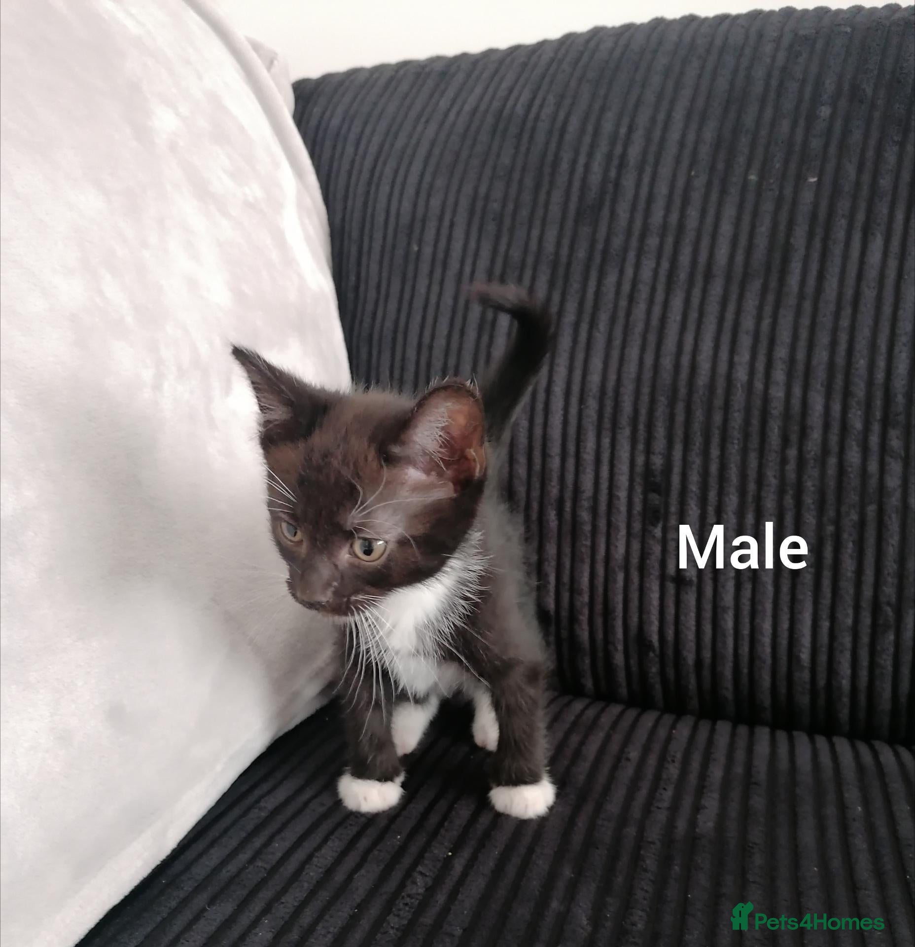 Mixed Breed cats Beautiful Kittens for sale  - Advert 11