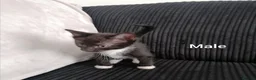 Mixed Breed cats for sale: Beautiful Kittens for sale  - Advert 4