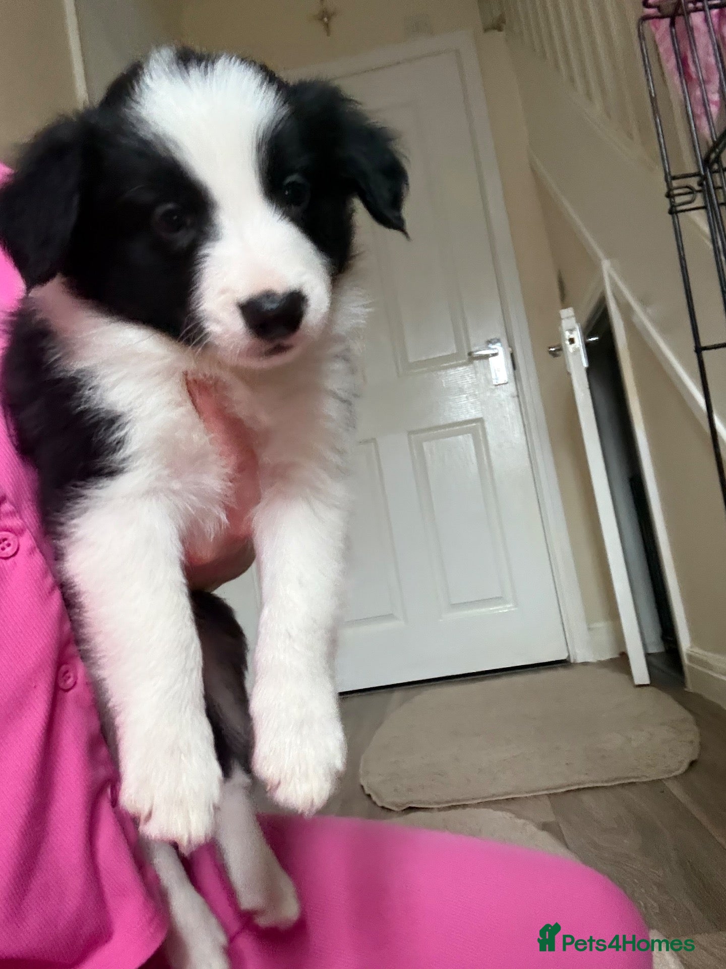 Border Collie dogs for sale: Long coated pure bred collie puppies blue merles l - Advert 1