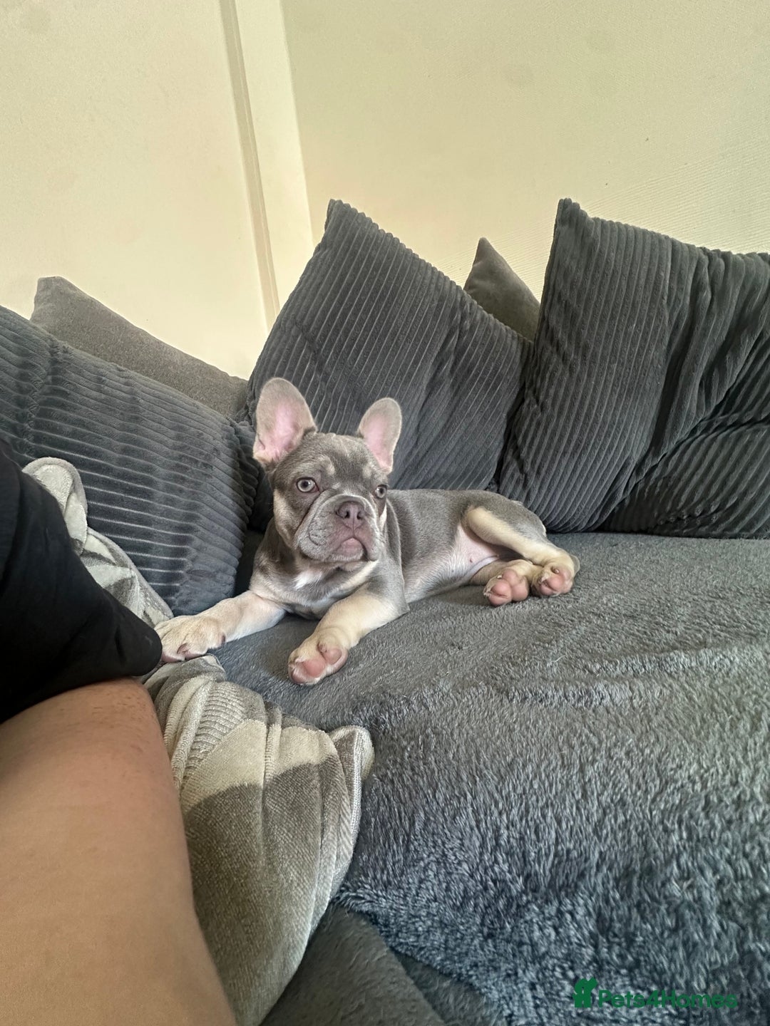 Dachshund dogs for sale: READ AD -Miniature daschund and Isabella Frenchie  - Image 7
