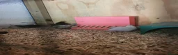 Quail poultry for sale: 4 week old button quail. Unsexed - Advert 3