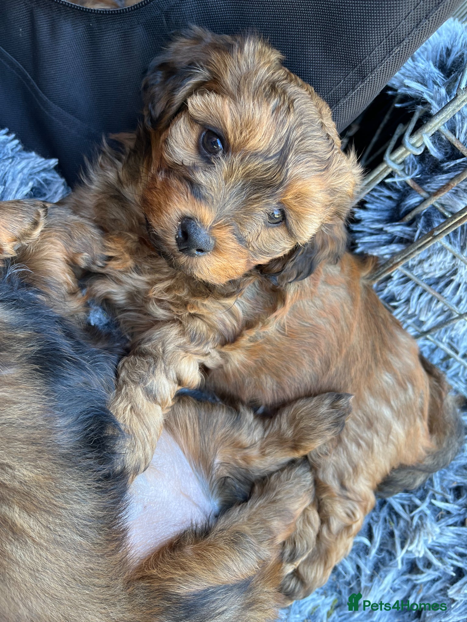 Mixed Breed dogs Havatoodle Pups - Advert 5