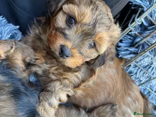 Mixed Breed dogs Havatoodle Pups - Advert 3