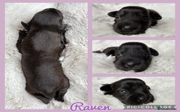 Miniature Schnauzer dogs for sale: MAC/BVA CLEAR - ONE GIRL WITH BLACK/RED COLOURING - Image 7