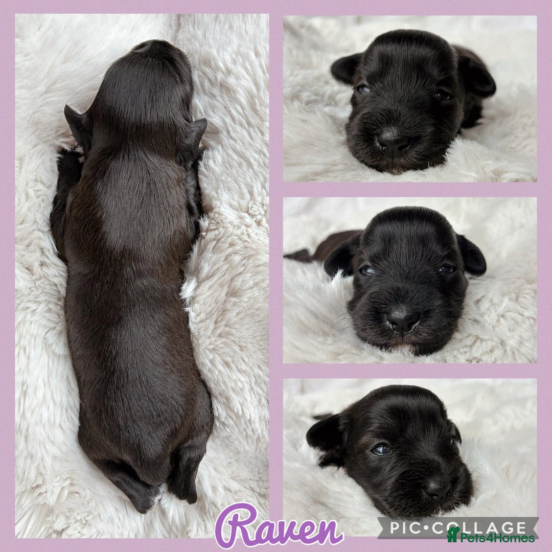 Miniature Schnauzer dogs for sale: MAC/BVA CLEAR - ONE GIRL WITH BLACK/RED COLOURING - Image 7