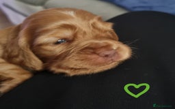 Cocker Spaniel dogs for sale: Charming English Show Cocker Spaniel Puppies  - Advert 26