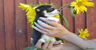 Chihuahua dogs - Advert 5