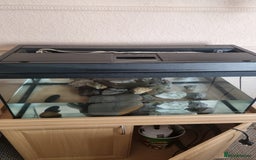 Turtle reptiles for sale: Turtles - Image 4