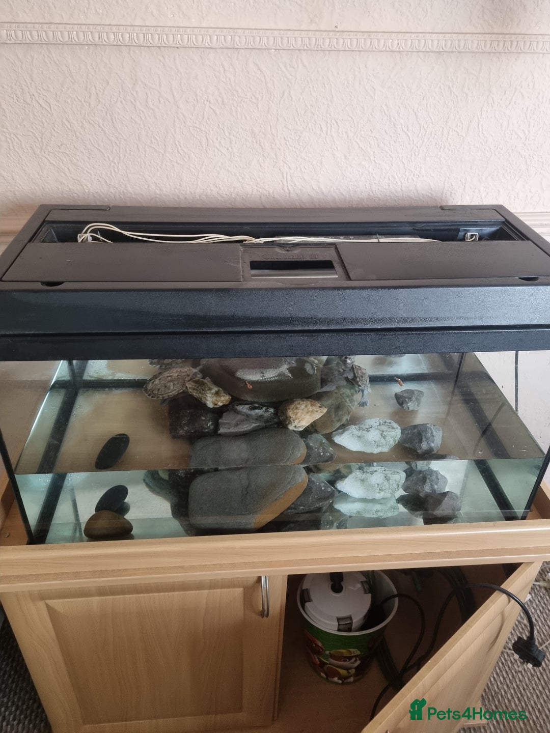 Turtle reptiles for sale: Turtles - Image 4