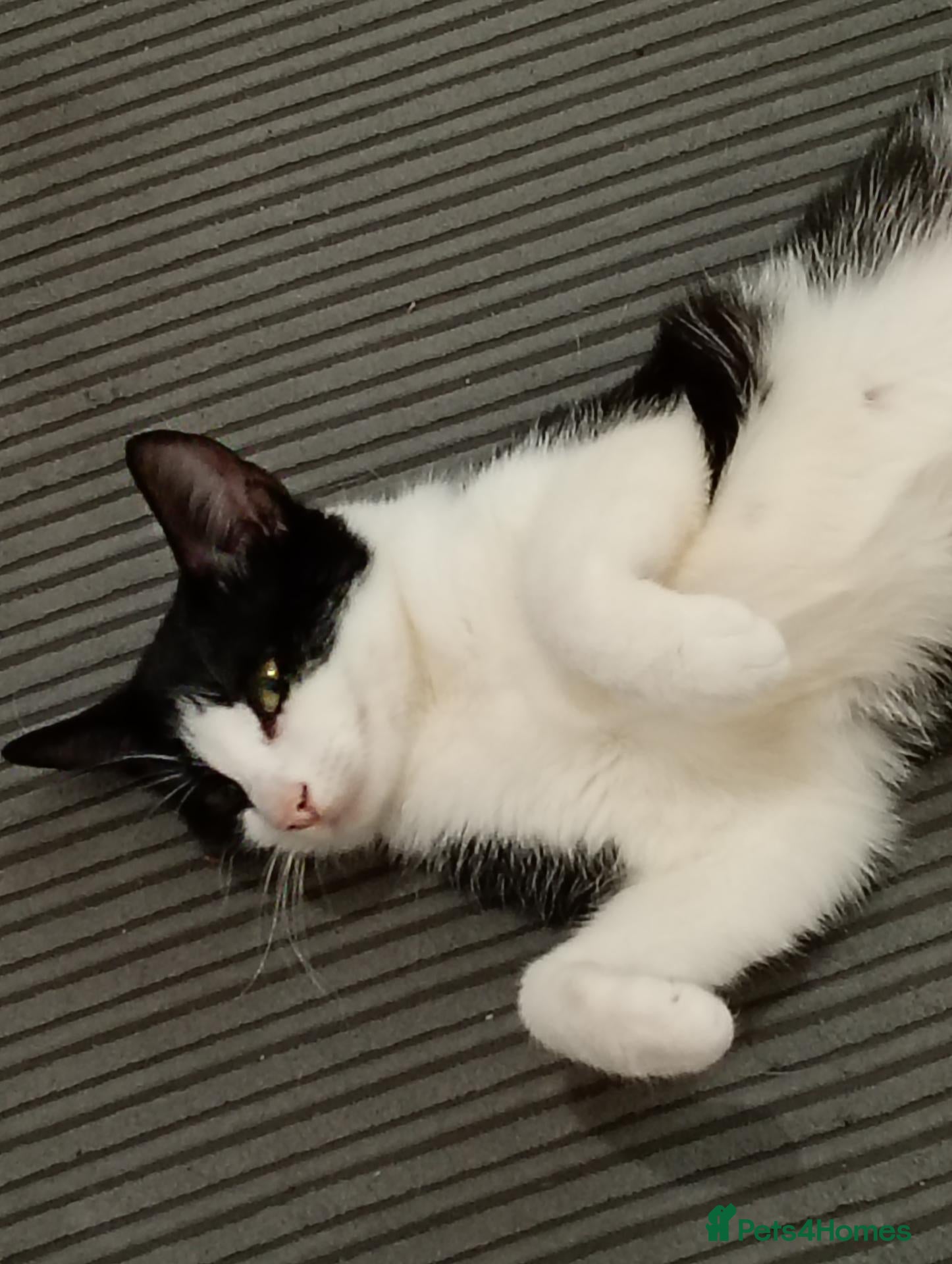 Domestic Shorthair cats Kittens for sale  - Advert 1