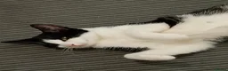 Domestic Shorthair cats for sale: Kittens for sale  in Wolverhampton - Advert 1