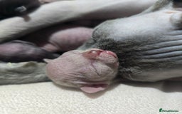 Sphynx cats for sale: 💙LITTLE BOY🩵Sphynx Kitten🩵TESTED 🐈  - Image 19