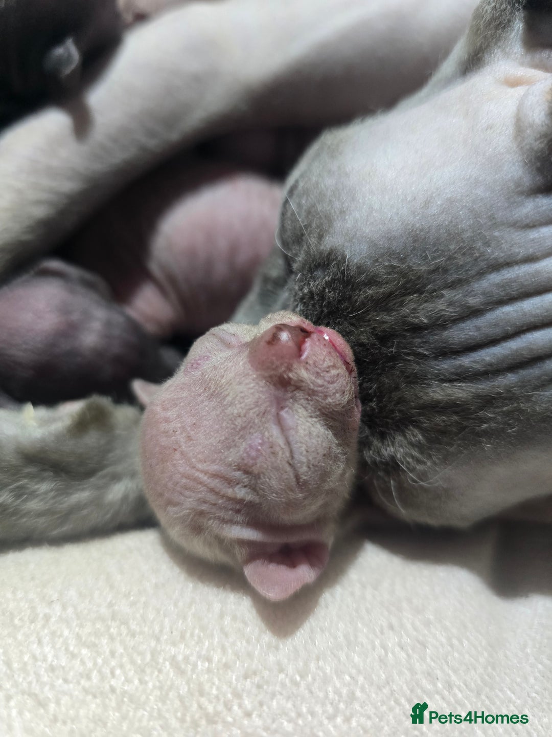 Sphynx cats for sale: 💙LITTLE BOY🩵Sphynx Kitten🩵TESTED 🐈  - Image 19