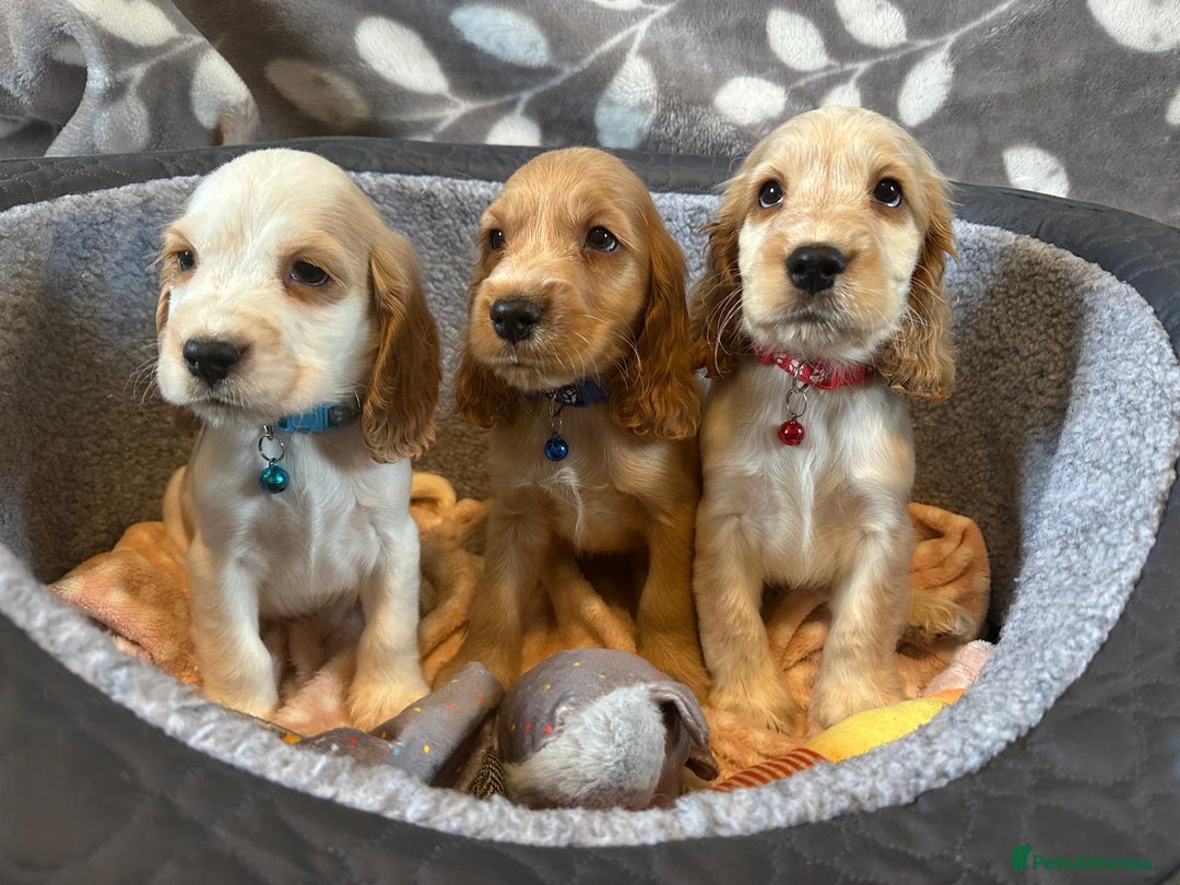 Cocker Spaniel dogs for sale: Show Type and DNA tested Cocker Spaniels. - Image 6