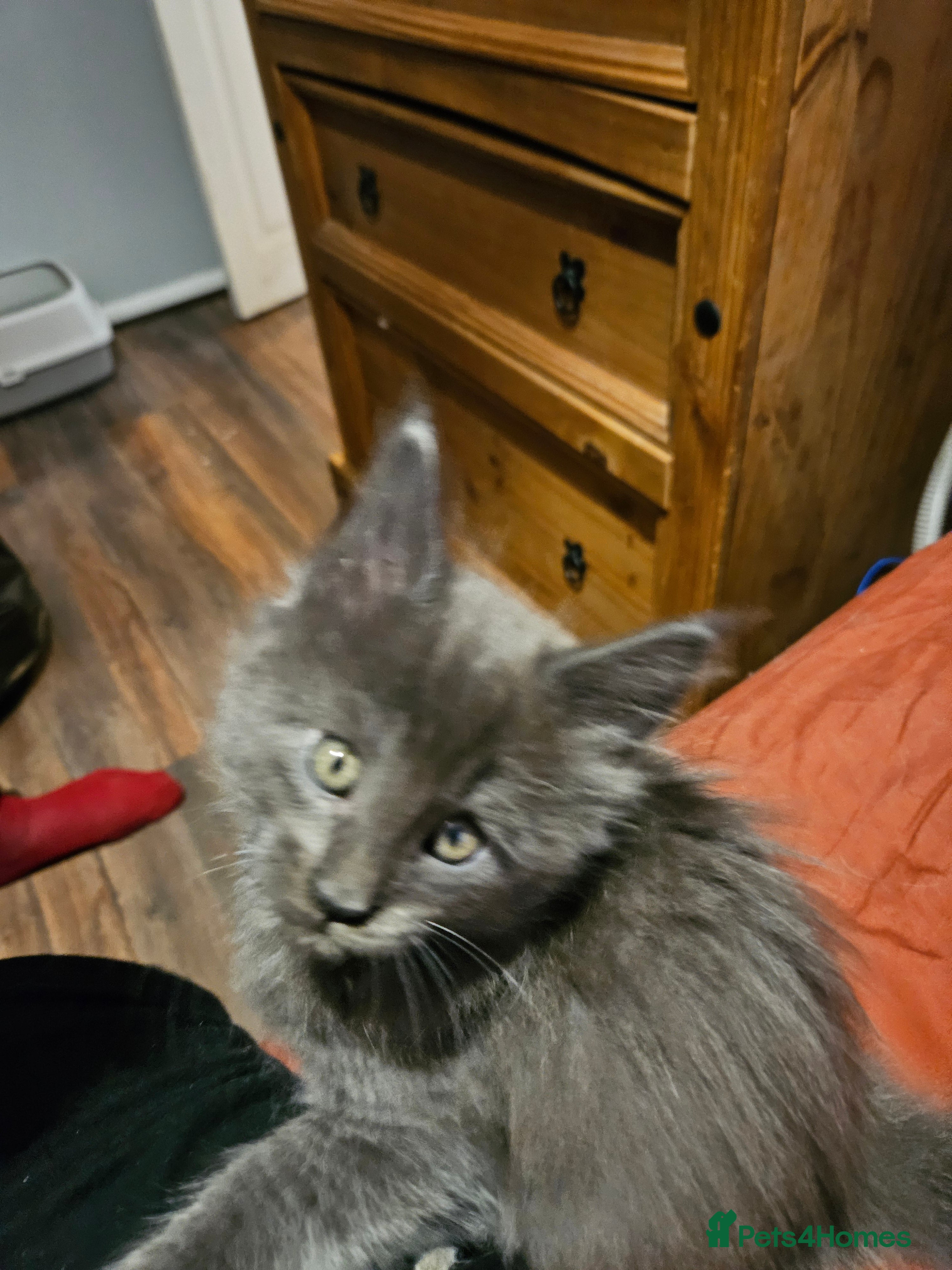 Maine Coon cats GCCF registered Blue  Maine coon litter  - Advert 13