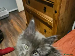 Maine Coon cats GCCF registered Blue Maine coon litter - Advert 13