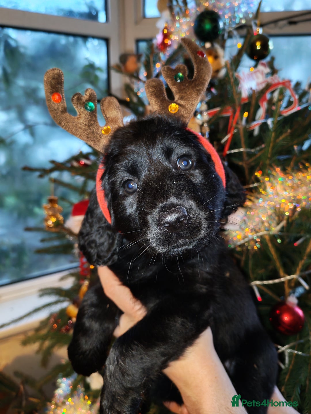 Labradoodle dogs for sale: Beautiful labradoodle puppies for sale  - Advert 19