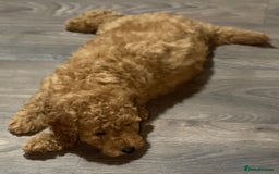 Miniature Poodle dogs for sale: 🐩♥️Kc reg miniature poodles♥️🐩 - Image 12