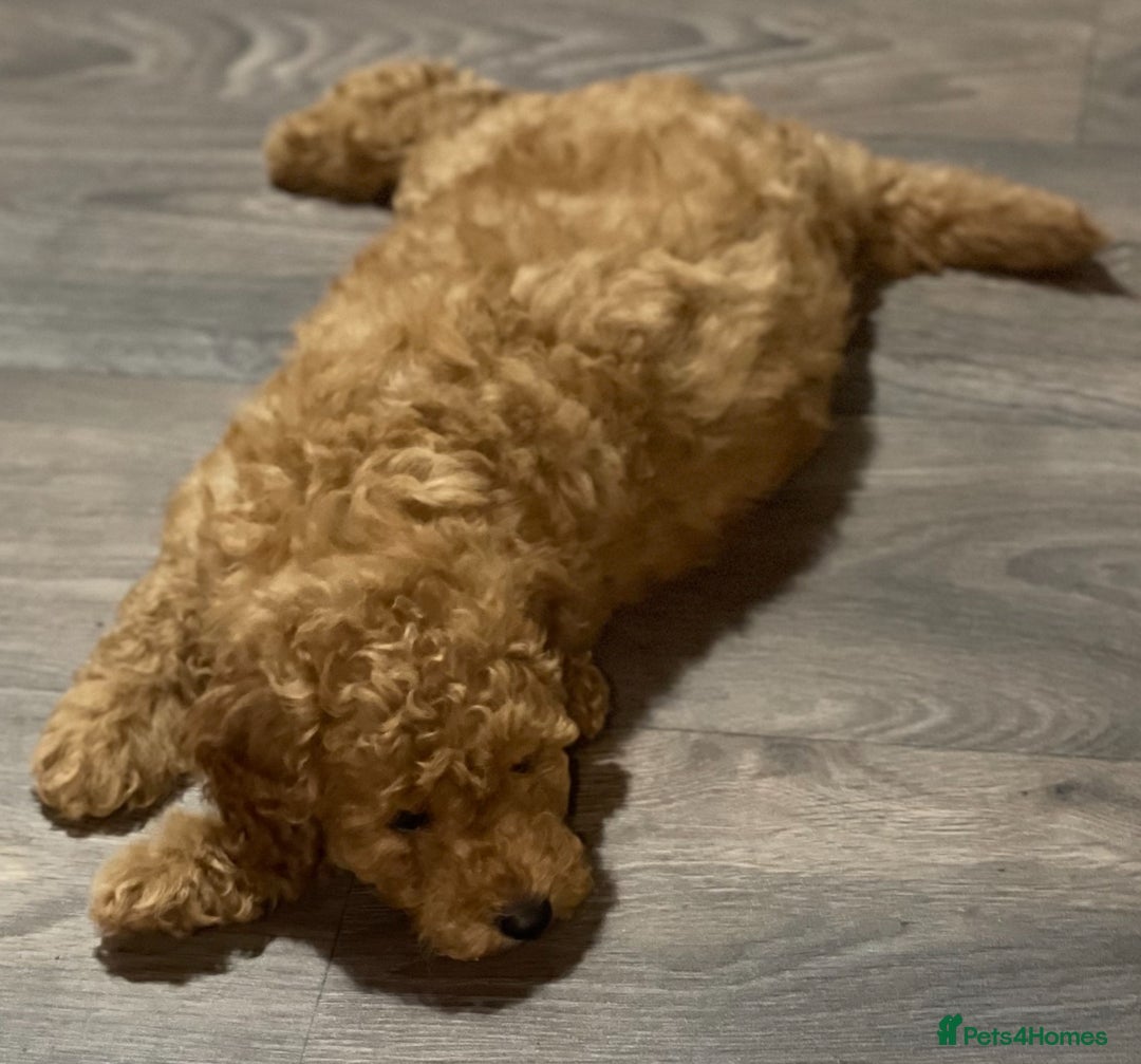 Miniature Poodle dogs for sale: 🐩♥️Kc reg miniature poodles♥️🐩 - Image 12