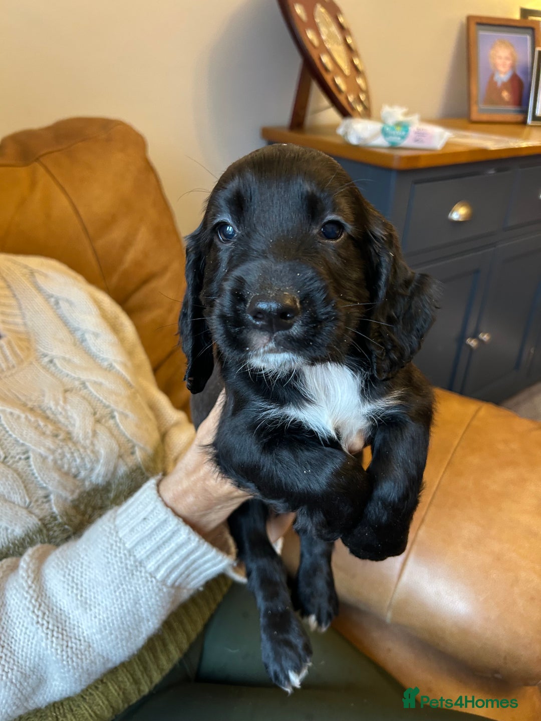 Cocker Spaniel dogs for sale: Cracking Cocker Spaniels  - Image 13