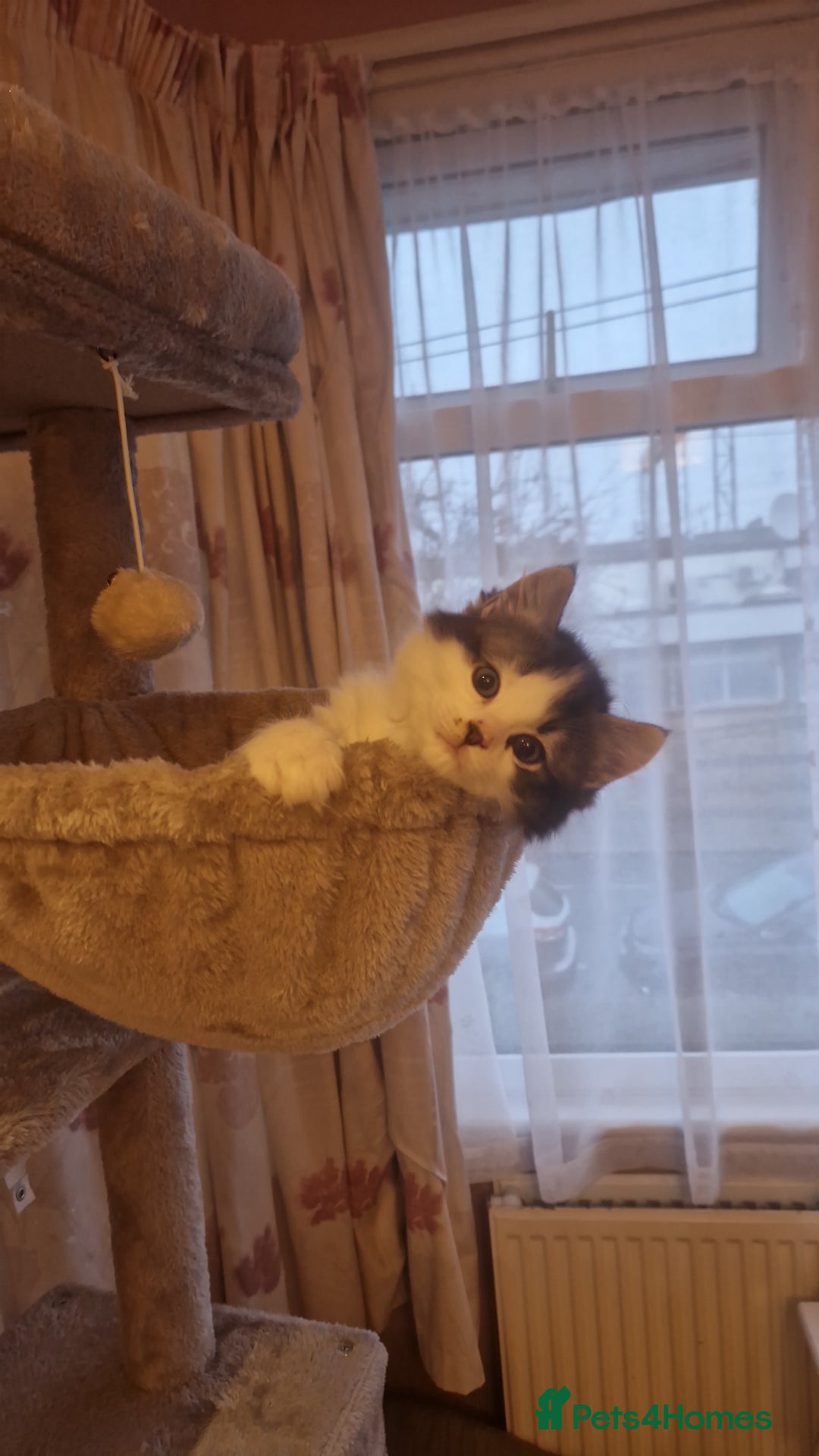 Ragdoll cats for sale: Ragdoll mix - Advert 2