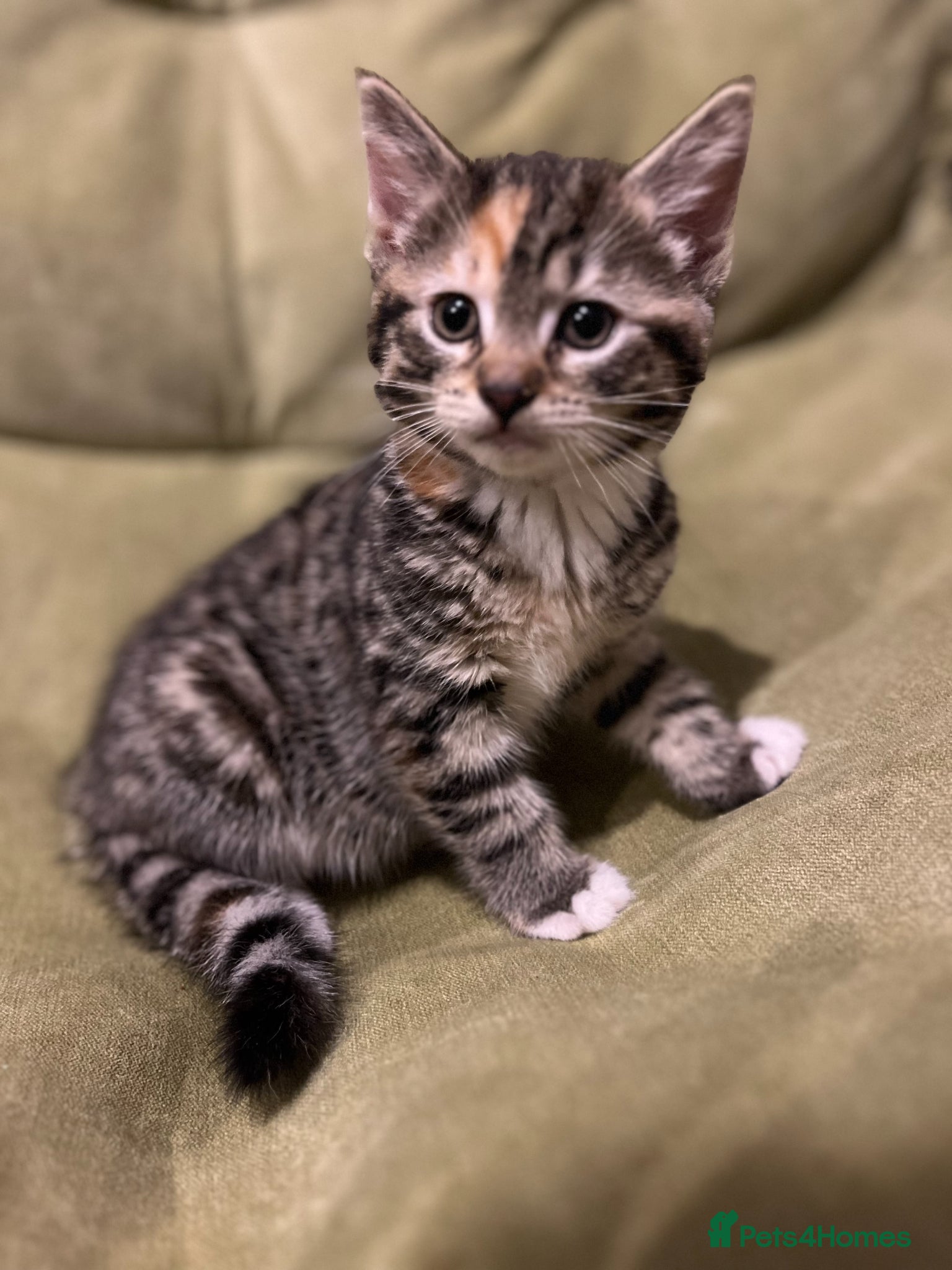 Bengal cats for sale: Bengal Mix Ready! - Advert 2