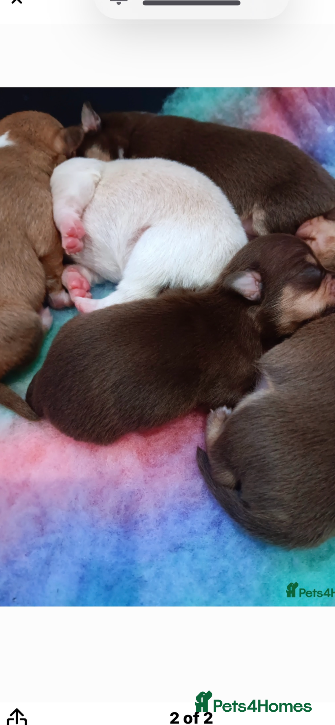 Chihuahua dogs for stud: Red chihuahua for stud in Chelmsford - Image 5