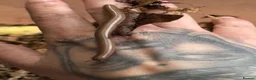 Millipedes invertebrates for sale: Ghana olive speckled leg giant millipedes  - Advert 5