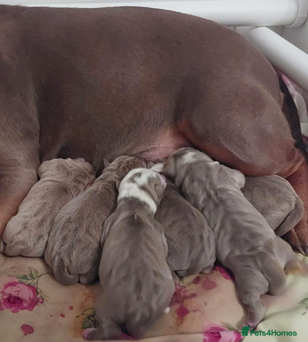 Olde English Bulldogge dogs for stud: Olde English Bulldog stud well proven - Advert 17