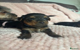 Yorkshire Terrier dogs for sale: Miniature Yorkshire Terrier Puppies  - Image 6
