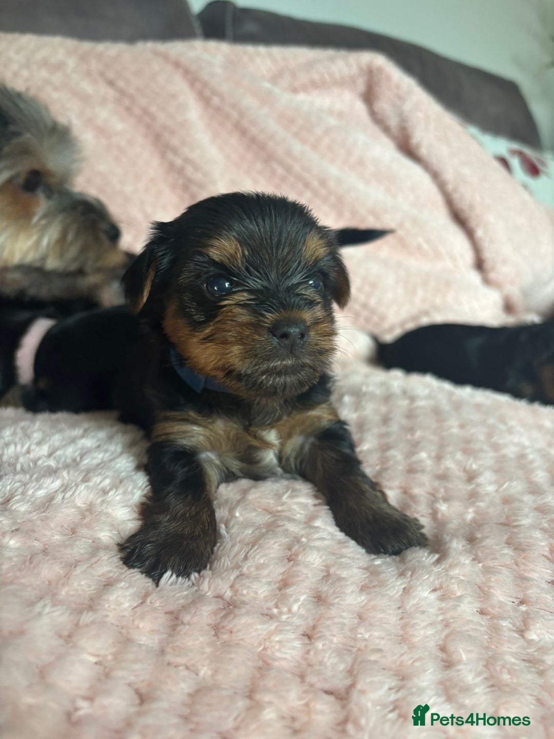 Yorkshire Terrier dogs for sale: Miniature Yorkshire Terrier Puppies  - Image 6