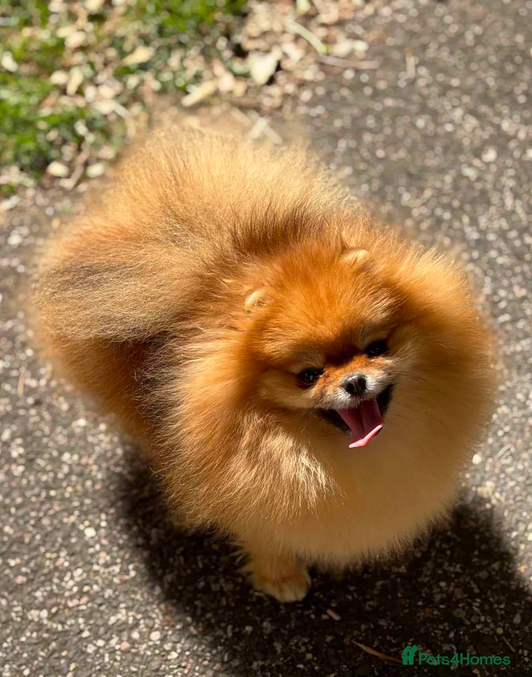 Pomeranian dogs for sale: Beautiful girl - Advert 1