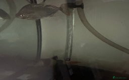 Other/Mixed Breed fish for sale: Silver Dollar fish - Image 3