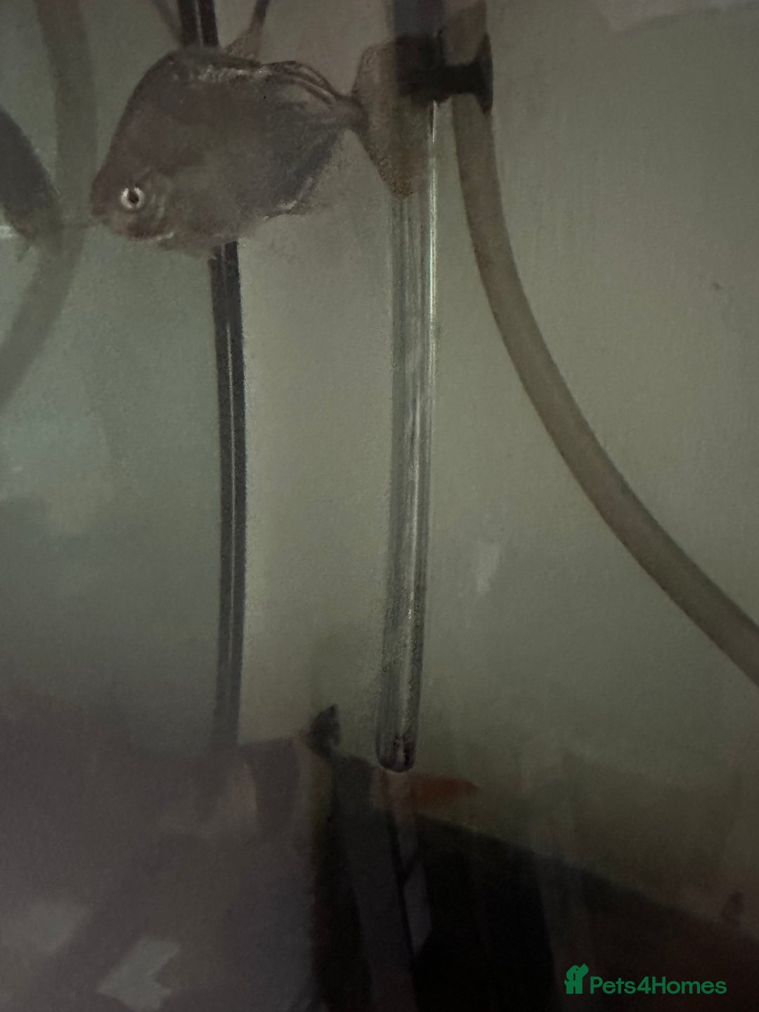 Other/Mixed Breed fish for sale: Silver Dollar fish - Image 3